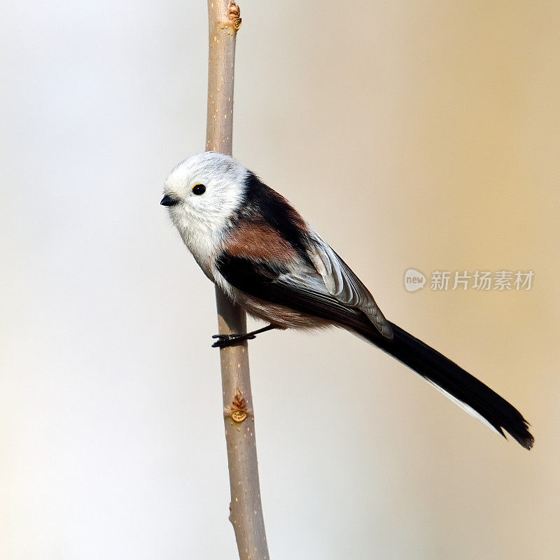 自然生境中的长尾山雀(aegithalos caudatus)